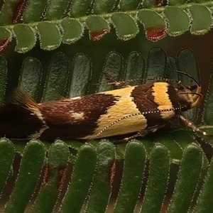 Macrobathra chrysotoxa (A cosmet moth) at Ainslie, ACT by jb2602