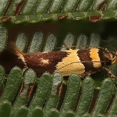 Macrobathra chrysotoxa at Ainslie, ACT - 18 Jan 2025 06:05 PM