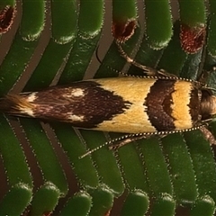 Macrobathra chrysotoxa at Ainslie, ACT - 18 Jan 2025 06:05 PM