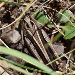 Cryptobothrus chrysophorus (Golden Bandwing) at Mongarlowe, NSW - 20 Jan 2025 by LisaH