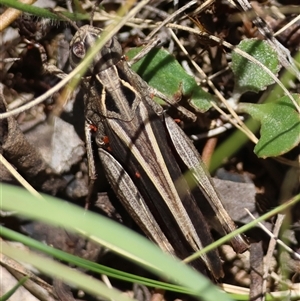 Cryptobothrus chrysophorus at Mongarlowe, NSW - 20 Jan 2025