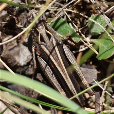 Cryptobothrus chrysophorus (Golden Bandwing) at Mongarlowe, NSW - 20 Jan 2025 by LisaH