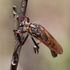 Chrysopogon muelleri (Robber fly) at Mongarlowe, NSW - 20 Jan 2025 by LisaH