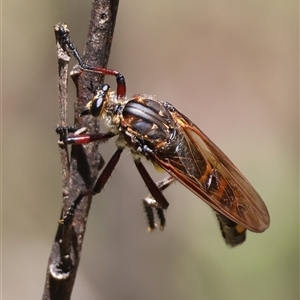 Chrysopogon muelleri (Robber fly) at Mongarlowe, NSW by LisaH