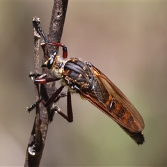 Chrysopogon muelleri at Mongarlowe, NSW - suppressed