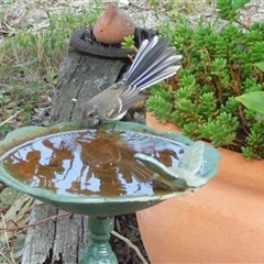 Unidentified Small (Robin, Finch, Thornbill etc) at Symonston, ACT - 19 Jan 2025 by CallumBraeRuralProperty