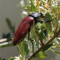 Temognatha variabilis (Variable jewel beetle) at Mongarlowe, NSW - 20 Jan 2025 by LisaH