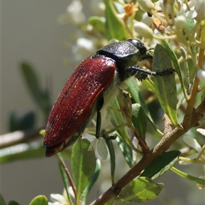 Temognatha variabilis at Mongarlowe, NSW - suppressed