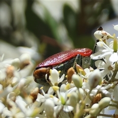 Temognatha variabilis at Mongarlowe, NSW - suppressed