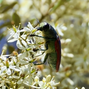 Temognatha variabilis at Mongarlowe, NSW - suppressed