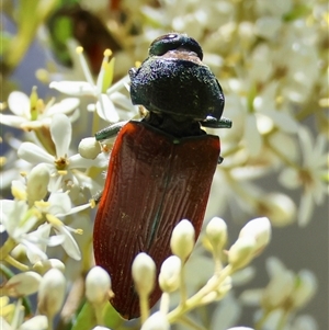 Temognatha variabilis at Mongarlowe, NSW - suppressed