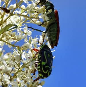 Temognatha variabilis at Mongarlowe, NSW - suppressed