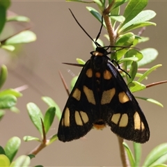 Amata (genus) (Handmaiden Moth) at Mongarlowe, NSW - 20 Jan 2025 by LisaH