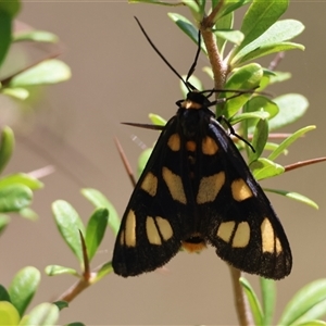 Amata (genus) (Handmaiden Moth) at Mongarlowe, NSW by LisaH