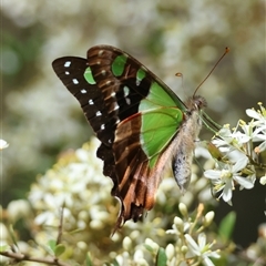 Graphium macleayanum at Mongarlowe, NSW - 20 Jan 2025 by LisaH