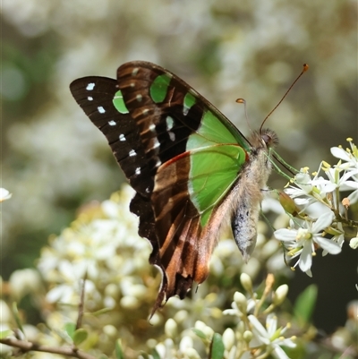 Graphium macleayanum at Mongarlowe, NSW - 20 Jan 2025 by LisaH