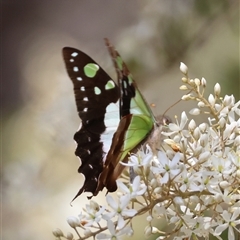 Graphium macleayanum at Mongarlowe, NSW - 20 Jan 2025