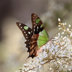 Graphium macleayanum at Mongarlowe, NSW - 20 Jan 2025