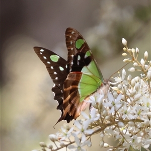 Graphium macleayanum at Mongarlowe, NSW - 20 Jan 2025