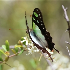 Graphium macleayanum at Mongarlowe, NSW - 20 Jan 2025