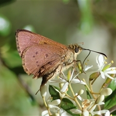 Timoconia flammeata (Bright Shield-skipper) at Mongarlowe, NSW - 20 Jan 2025 by LisaH