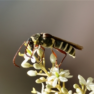 Hesthesis montana (A wasp mimic longhorn beetle) at Mongarlowe, NSW by LisaH