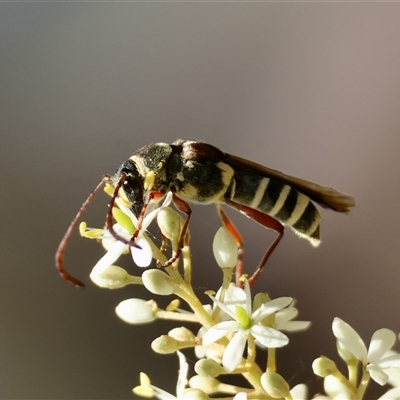 Hesthesis montana (A wasp mimic longhorn beetle) at Mongarlowe, NSW - 20 Jan 2025 by LisaH