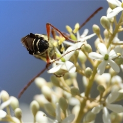 Hesthesis montana at Mongarlowe, NSW - suppressed