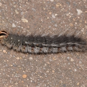 Anthela (genus) (An Anthelid moth) at Jerrabomberra, NSW by DianneClarke