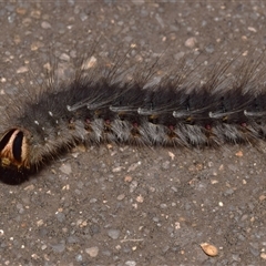 Anthela (genus) at Jerrabomberra, NSW - 21 Jan 2025