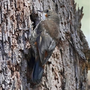 Cormobates leucophaea (White-throated Treecreeper) at Mongarlowe, NSW by LisaH