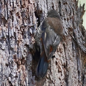 Cormobates leucophaea at Mongarlowe, NSW - 20 Jan 2025