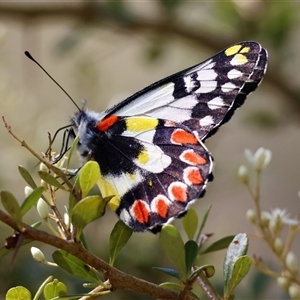 Delias aganippe (Spotted Jezebel) at Mongarlowe, NSW by LisaH