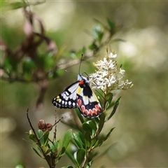 Delias aganippe at Mongarlowe, NSW - 20 Jan 2025