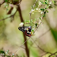 Delias aganippe at Mongarlowe, NSW - suppressed