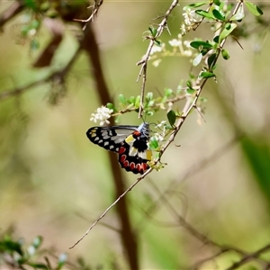 Delias aganippe at Mongarlowe, NSW - 20 Jan 2025