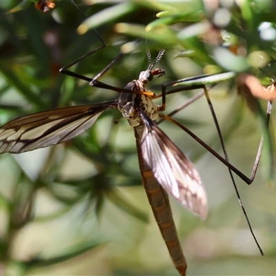 Unidentified Insect at Mongarlowe, NSW - 20 Jan 2025 by LisaH