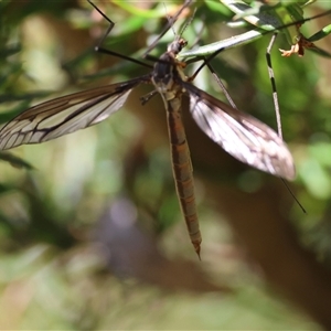 Ptilogyna (Plusiomyia) gracilis at Mongarlowe, NSW - suppressed