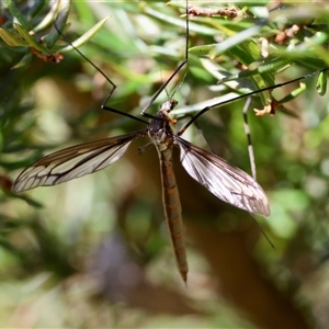 Ptilogyna (Plusiomyia) gracilis at Mongarlowe, NSW - suppressed