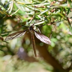 Ptilogyna (Plusiomyia) gracilis at Mongarlowe, NSW - suppressed