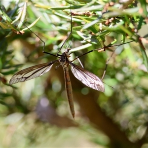 Ptilogyna (Plusiomyia) gracilis at Mongarlowe, NSW - suppressed