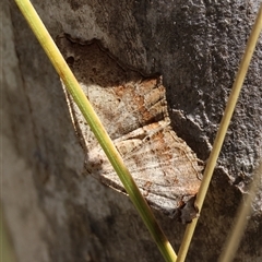 Unidentified Moth (Lepidoptera) at Mongarlowe, NSW - 20 Jan 2025 by LisaH