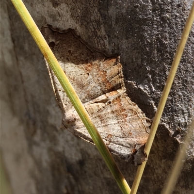 Dissomorphia australiaria (Dashed Geometrid, Ennominae) at Mongarlowe, NSW - 20 Jan 2025 by LisaH