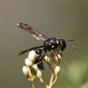 Eumeninae (subfamily) at Mongarlowe, NSW - suppressed