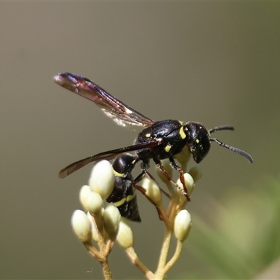 Eumeninae (subfamily) (Unidentified Potter wasp) at Mongarlowe, NSW - 20 Jan 2025 by LisaH