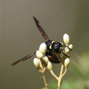 Eumeninae (subfamily) at Mongarlowe, NSW - suppressed