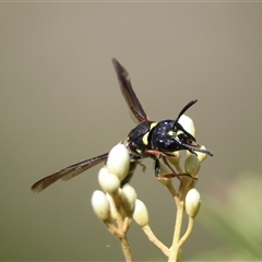 Eumeninae (subfamily) at Mongarlowe, NSW - suppressed