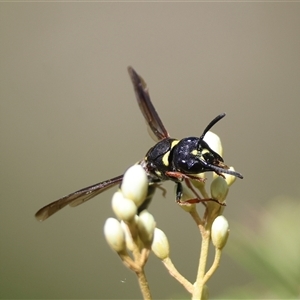 Eumeninae (subfamily) at Mongarlowe, NSW - suppressed