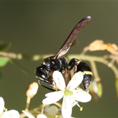 Eumeninae (subfamily) at Mongarlowe, NSW - suppressed