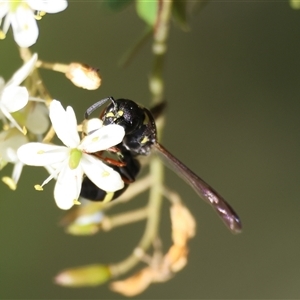 Eumeninae (subfamily) at Mongarlowe, NSW - suppressed